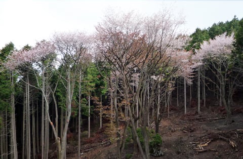 芭蕉塚のヤマザクラ